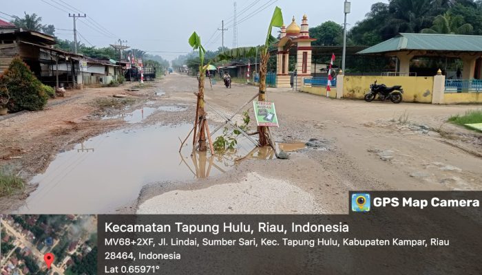 Warga Desa Sumber Sari Kampar Riau Kecewa, Tanam Pohon Pisang di Tengah Jalan Ini Penyebabnya 2