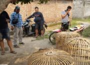 Polres Nganjuk Gerebek Arena Perjudian Sabung Ayam di Desa Sonoageng, Puluhan Motor dan barang Bukti Lain Diamankan