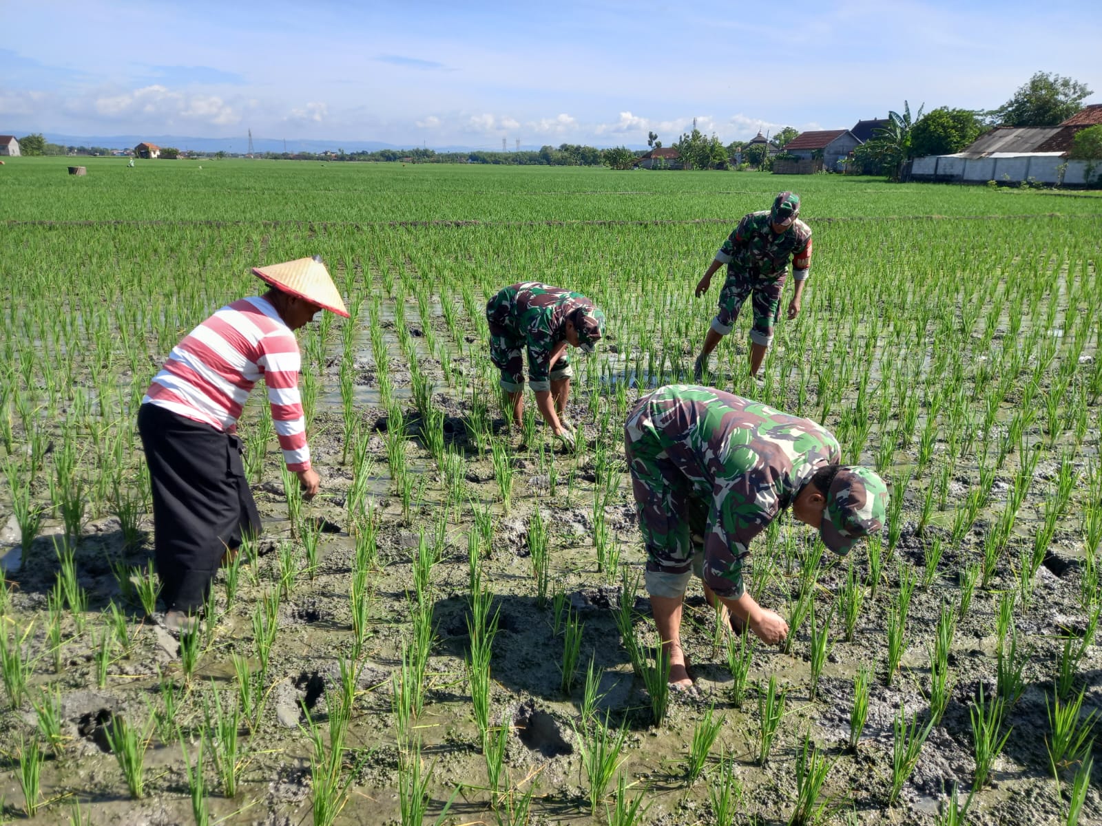 Cegah Penurunan Hasil Panen, TNI Bantu Petani Bersihkan Gulma Padi