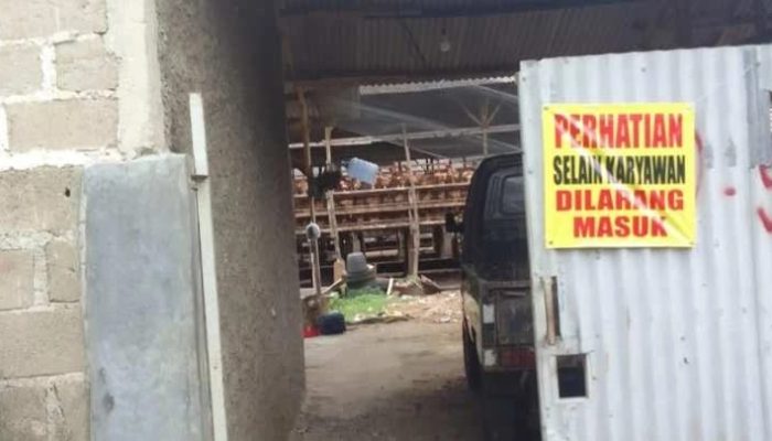 Diduga Tak Berizin dan Cemari Lingkungan, Peternakan Ayam di Gunung Sindur Resahkan Warga