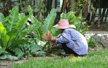 Sewa Tanaman Asli dari PT. Suaka Reksabumi Indonesia Solusi Hijau untuk Ruang Anda