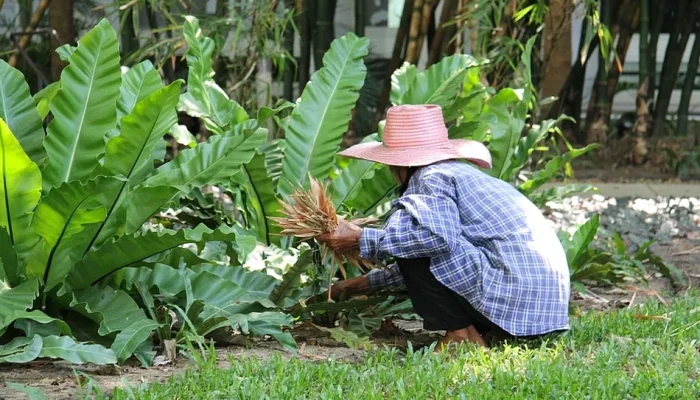 Sewa Tanaman Asli dari PT. Suaka Reksabumi Indonesia: Solusi Hijau untuk Ruang Anda