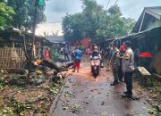 Pohon Tumbang Akibat Hujan Deras dan Angin Kencang, Polsek Cileungsi Tindak Cepat di Lokasi