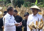 Kolaborasi Ketahanan Pangan: Kalapas Pati Dampingi Menimipas dalam Panen Raya di Lapas Terbuka Kendal