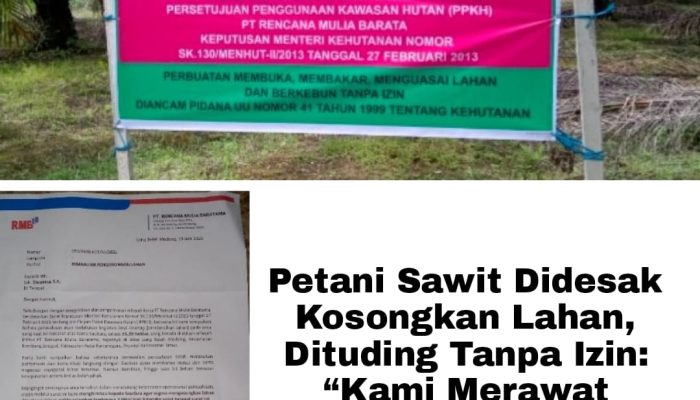 Petani Sawit Didesak Kosongkan Lahan, Dituding Tanpa Izin: “Kami Merawat Tanaman Ini 12 Tahun”